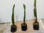 ඩ්‍රගන් පෘථි පැල