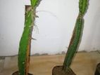 ඩ්‍රගන් පෘථි පැල