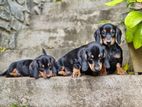 Dashund Puppies