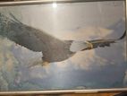 Decorative Eagle Wall Frame – Glass Framed (Used)