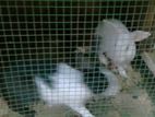 Rabbits