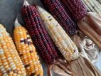 දේශිය ඉරිගු බීජ Corn Seeds