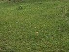 DEHIWALA : 17P PRIME LAND FOR SALE in Attidiya