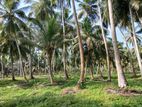 Delgoda : 85 Perches Coconut Land for Sale