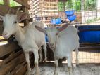Sanan Goats