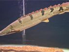 delhezi bichir fish ..