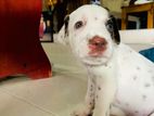 Delmation Brown Breed
