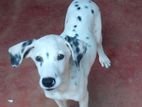 Dalmatian dog