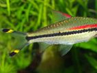 Demasoni Barb