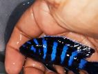 Demasoni Cichlid