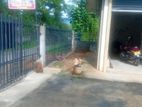 දෙමහල් නිවස සහ ඉඩම විකිනිමට ගොකරැල්ල
