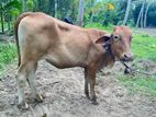 දෙමහුම් වැස්සි පැටියා