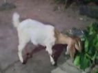 Demu Vessii Goats