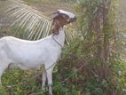 Goat