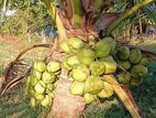 දෙමුහුම් පොල් පැල