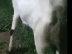 Goats