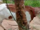 Farm Goat