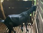 Female Goat