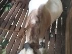 Farm Goat
