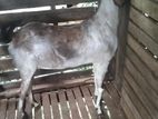 Demuhun Female Goat