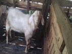 Male Goat