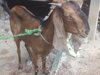 Farm Goat