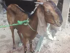 Farm Goat