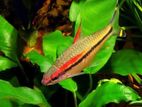 Denison Barb Fish