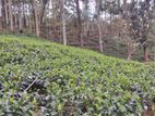 Deniyaya : 200 Acres Tea Estate for sale