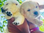 Labrador Puppies