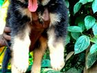 German Shepherd Puppy