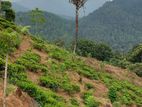 Deraniyagala - Tea Estate for sale