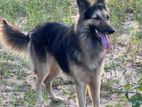 German Shepherd Double Side Dog