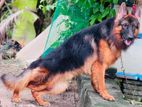 German Shepherd Double Side Dog