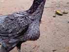 Farm Hen
