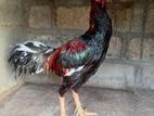 Dethi Rooster Pair