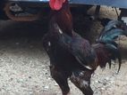 Deththa Rooster