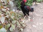 Rooster