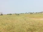 Develop Area Land Nilaveli