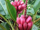 දෙවොල් රත් කෙසෙල් පැල