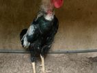 Rooster