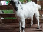 Farm Goat