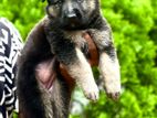 German Shepherd Puppies