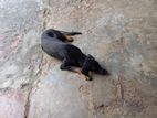 Doberman Mixed Dog