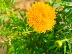 දහස්පෙතියා