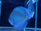 Diamond Blue Discus Breeding Pair