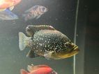Diamond Cichlid