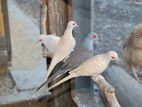 Diamond Dove with Bird Rings