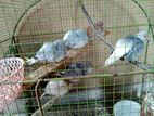 diamond dove birds