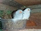 Diamond Dove Breeding Pair